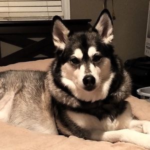 Meet your Posher, Joe